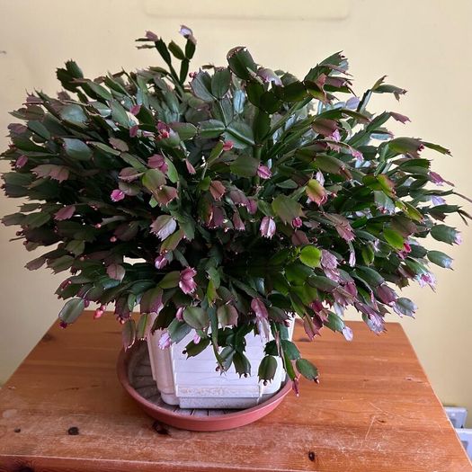 House plants