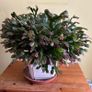 House plants Image 4