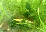 Aquarium plants