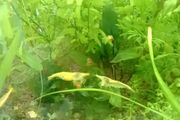 Aquarium plants