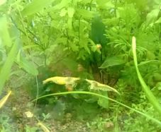 Aquarium plants