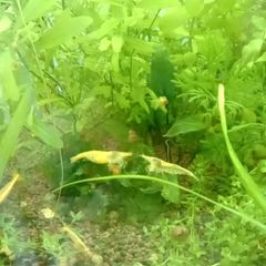 Aquarium plants