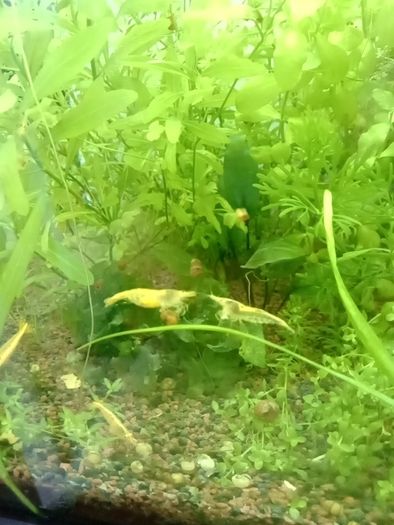 Aquarium plants