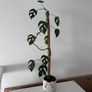 Monstera Adansonii with Tall Moss Pole & Cat Pot Image 2