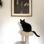 cat Image 3