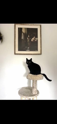 cat