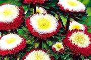 (A) Aster Pompon (red) seeds 0.5g (414246)