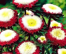 (A) Aster Pompon (red) seeds 0.5g (414246)