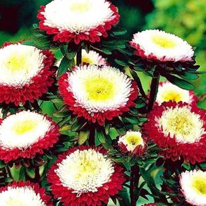 (A) Aster Pompon (red) seeds 0.5g (414246)