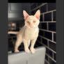 kittens Image 6