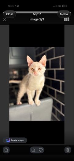 kittens