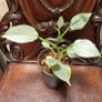 Not perfect plants Philodebdron bundle Image 5