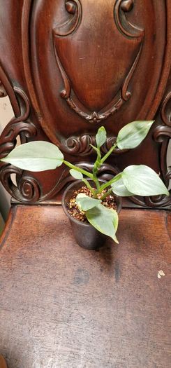 Not perfect plants Philodebdron bundle