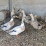 Guinea fowl/hens/ducks/goats/llama & pigs Image 4