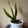 Snake Plant Image 3