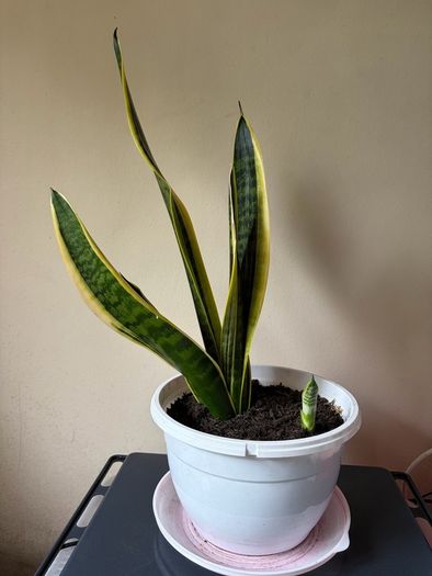 Snake Plant