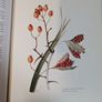 Flower Paintings Graham Stuart Thomas Image 3