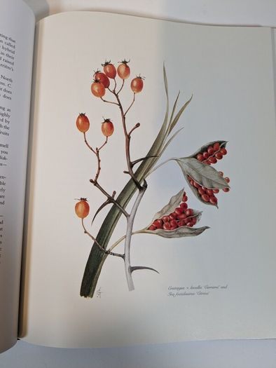Flower Paintings Graham Stuart Thomas
