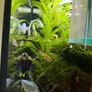 Fish Tank Plants Image 8