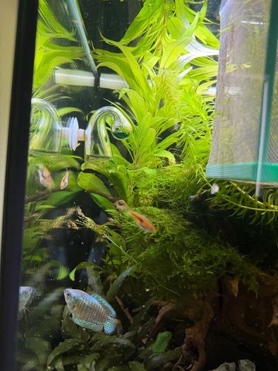 Fish Tank Plants