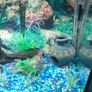 fish tank Image 3