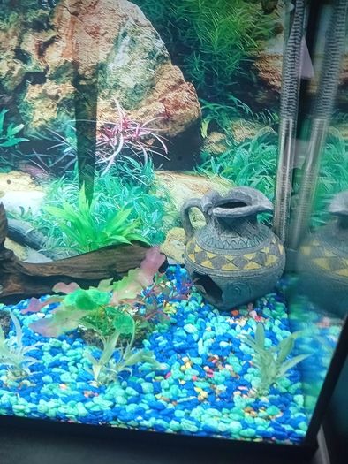 fish tank