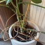 Monstera Plant (Pot not included) Image 4