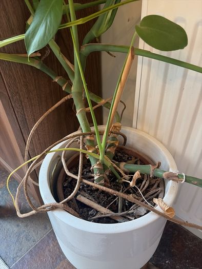 Monstera Plant (Pot not included)