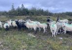 Stolen/missing  Sheep