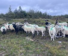 Stolen/missing  Sheep