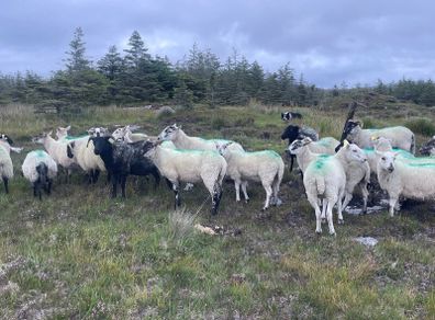 Stolen/missing  Sheep