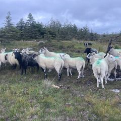 Stolen/missing  Sheep