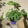 Melianthus Major Image 2