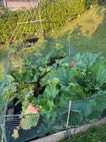 rhubarb