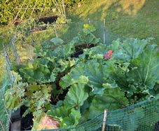 rhubarb