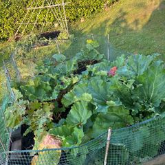 rhubarb