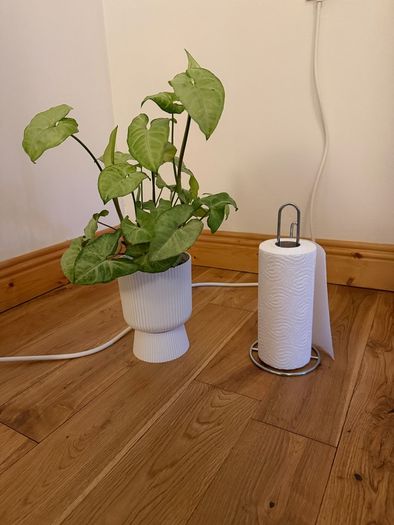 plant and pot