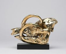 Wild Pig Skull (30 cm) - Polished Bronze