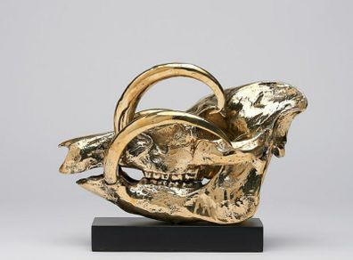 Wild Pig Skull (30 cm) - Polished Bronze