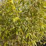 Bamboo Image 2