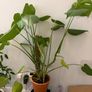 Monstera plant Image 3