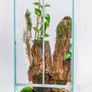 Terrariums Different Sizes Image 2