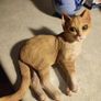 SET OF 2 Orange Cat Sitting. Image 3