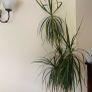 plants Image 3