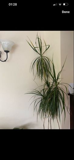 plants