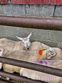 Texel x ewe lambs