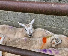 Texel x ewe lambs