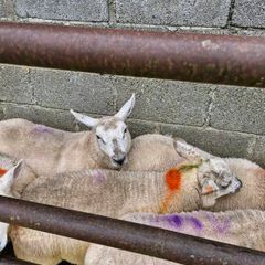Texel x ewe lambs