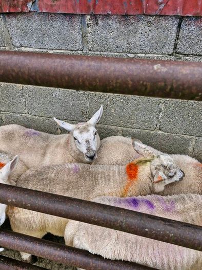 Texel x ewe lambs