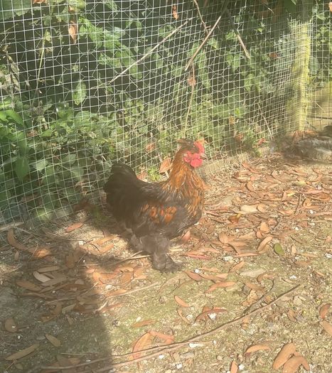 11 week old silkie x pekin rooster